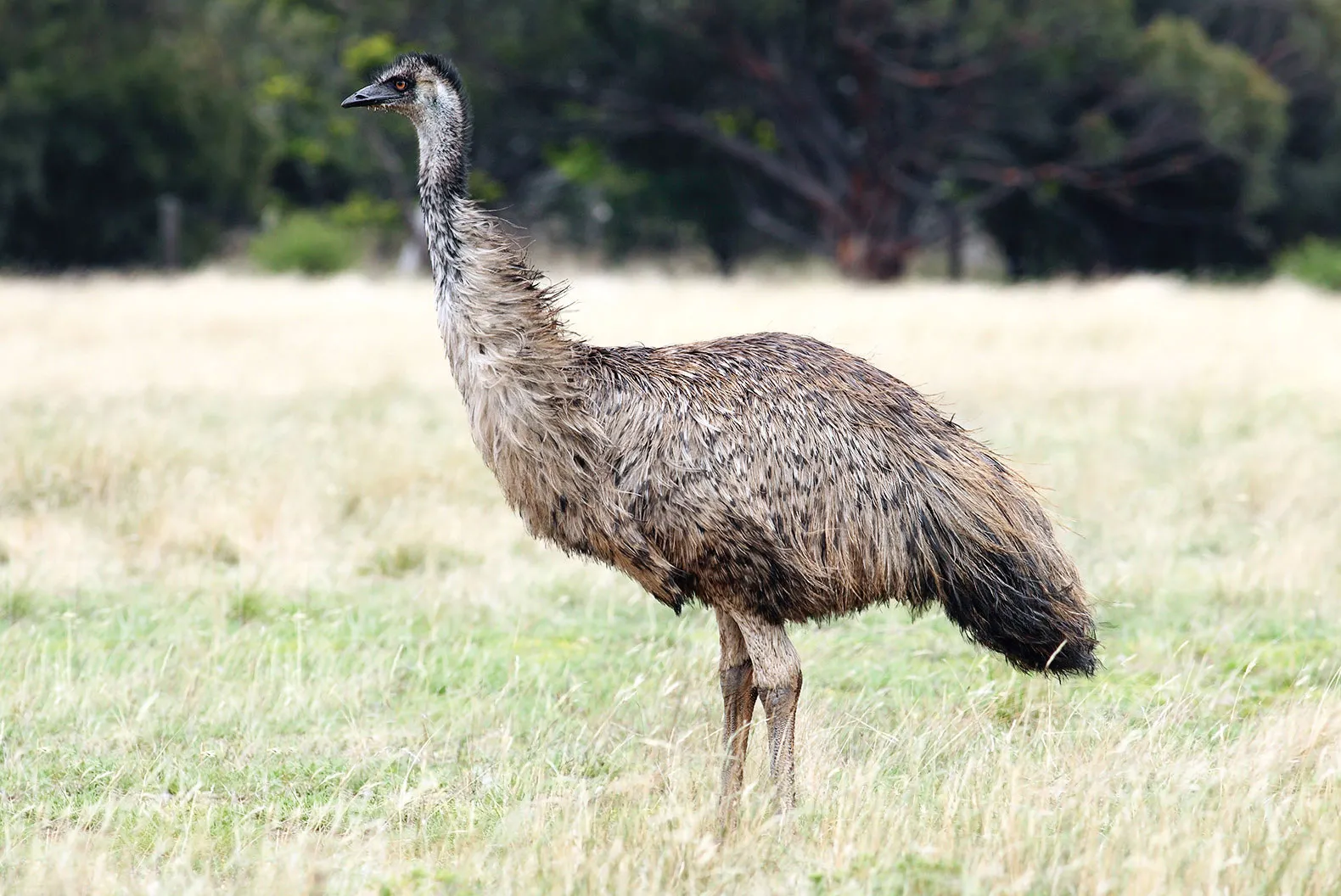A close photograph of an emu, a large flightless brown bird native to Australia, standing in dry grassland.