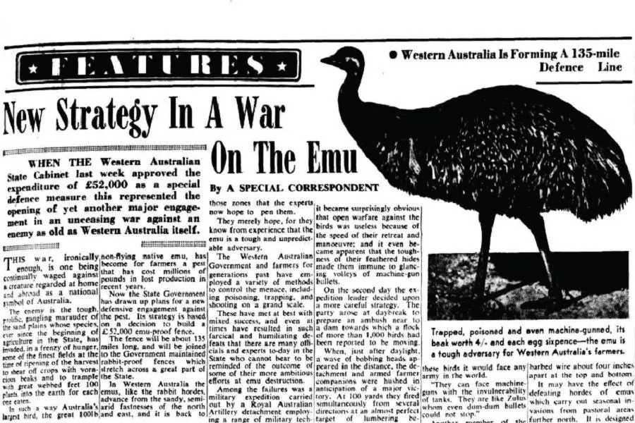 A period newspaper clipping reporting on the emu campaign, headlined about a new strategy in the Emu War.